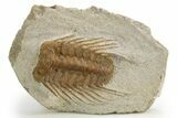 Spiny Selenopeltis Trilobite Fossil - Erfoud, Morocco #312830-1